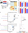 Vitamin A depletion disrupts muscle stem cell metabolism, mitochondria, and