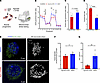Small molecule agonists targeting retinoic acid signaling improves mitochon