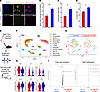 Repletion of retinoic acid signaling reduces oxidative stress and promotes