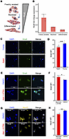 The vitamin A receptor Stra6 is attenuated with stem cell activation and ag