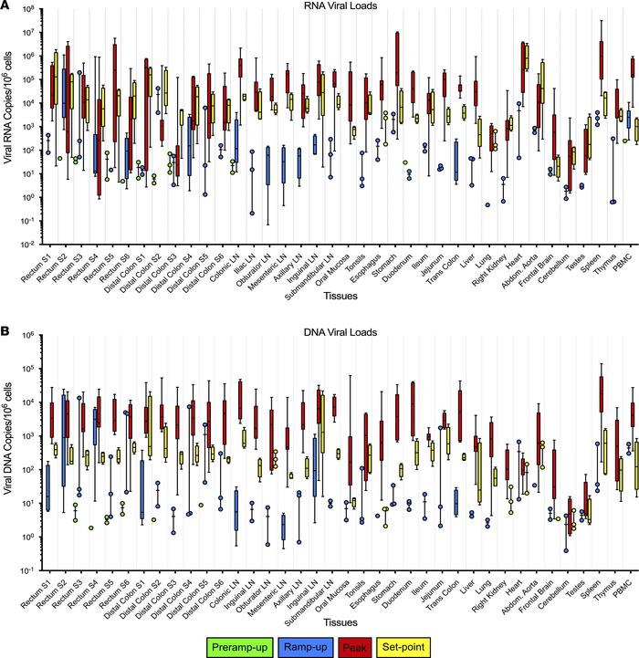 Total viral RNA and DNA in tissues of SIVsab-infected African green monk...