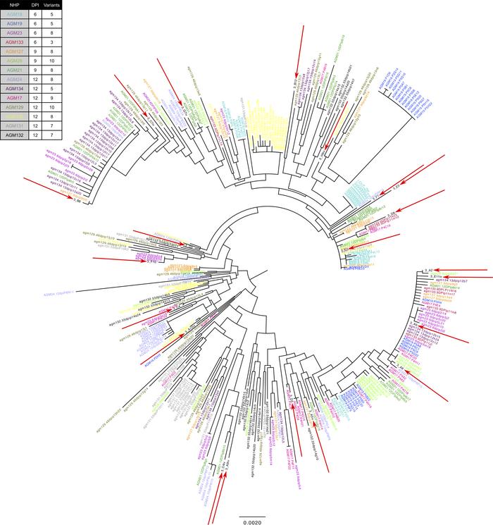 Single genome amplification of SIVsab transmitted/founder (T/F) viruses....