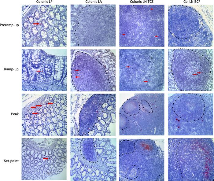 RNAScope for SIVsab RNA at the site of inoculation and in the draining l...