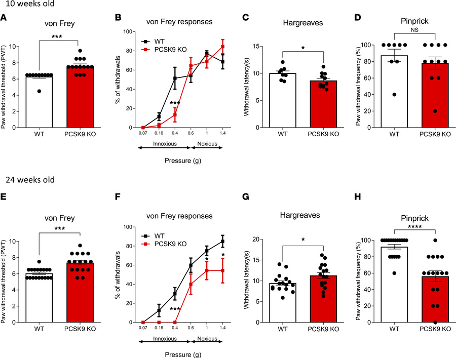 
PCSK9 deficiency is associated with sensory behavioral abnormalities.
(...