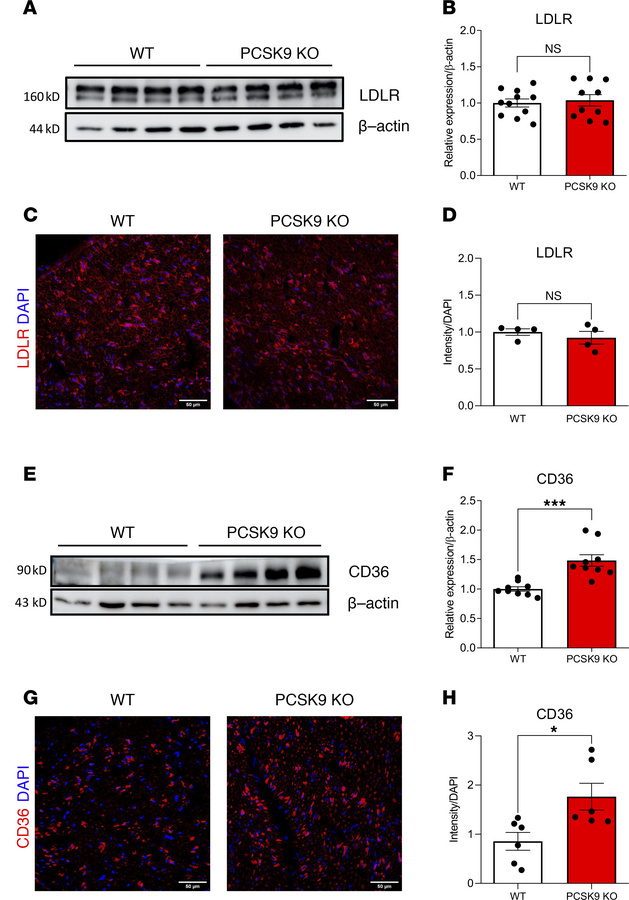 
PCSK9 deficiency results in increased CD36 expression in peripheral ner...