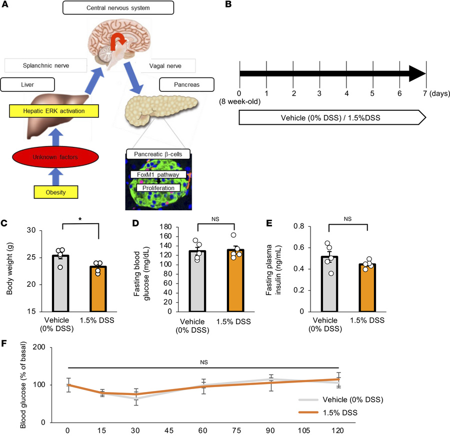 Metabolic phenotypes of mice treated with DSS.
(A) Established schematic...