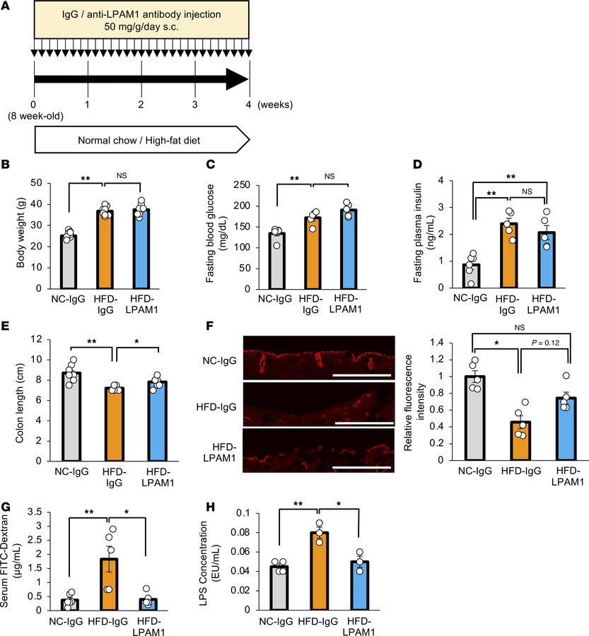 Administration of anti-LPAM1 antibody suppresses colonic inflammation in...