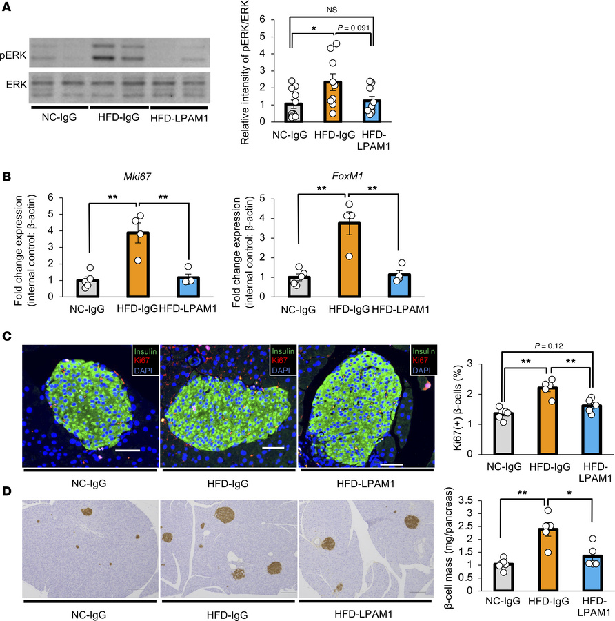 Blockade of colonic inflammation suppresses hepatic ERK activation and β...