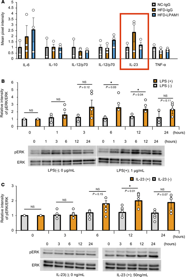 LPS and IL-23 enhances hepatic ERK phosphorylation.
(A) Representative p...