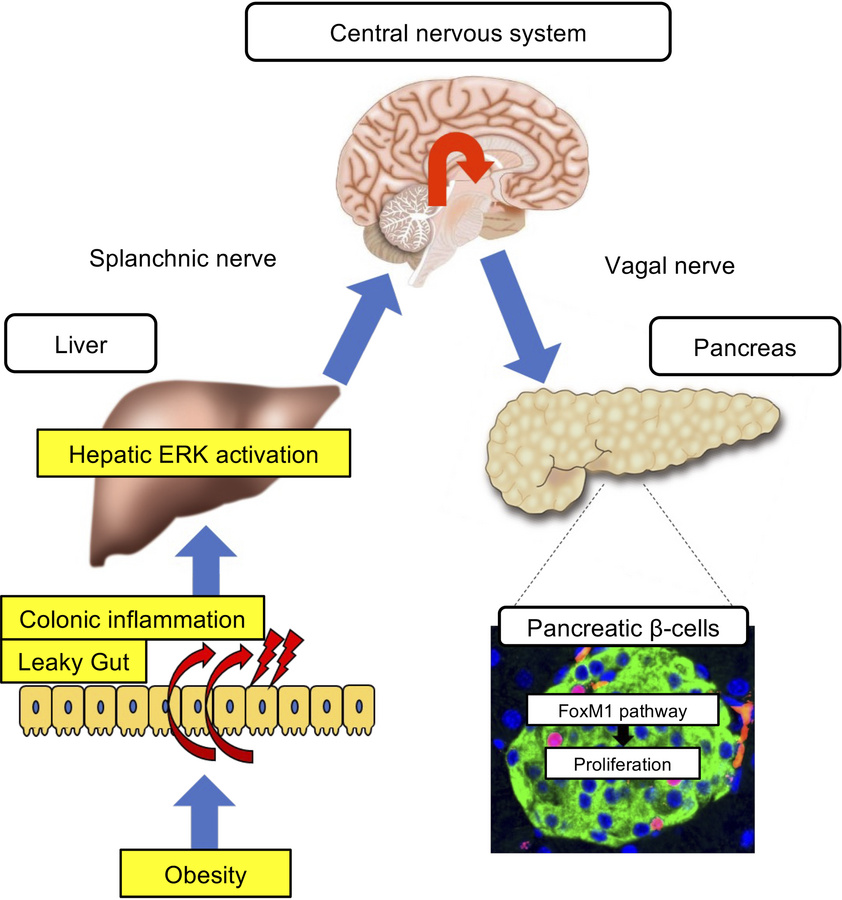 Schematic model.
The neuronal relay system from the intestine to the pan...