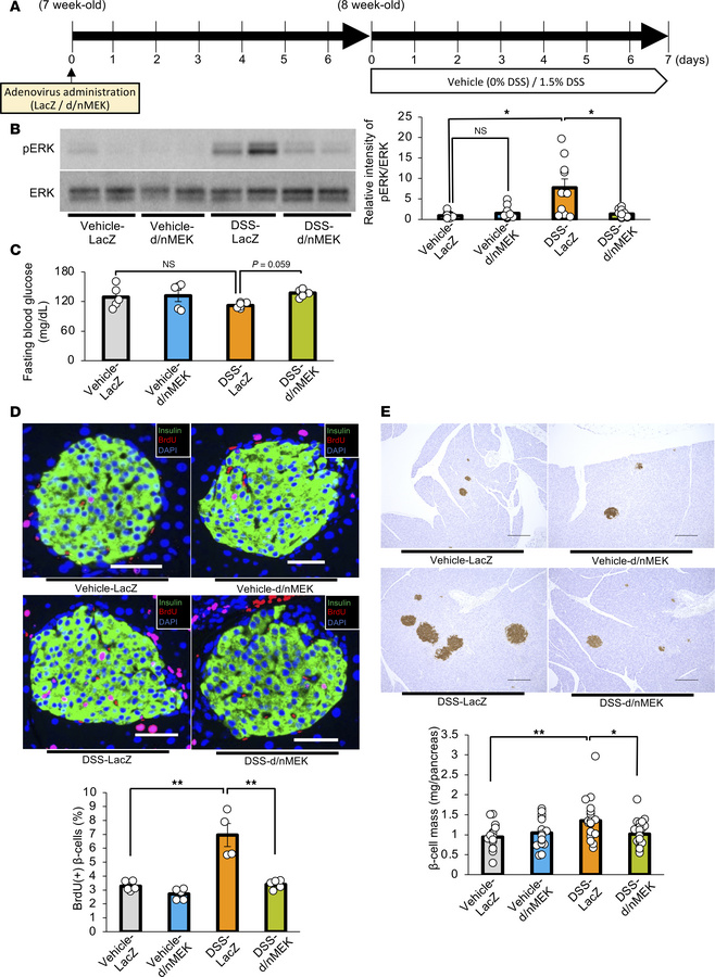 Suppression of the hepatic ERK pathway blunts β cell proliferation in mi...
