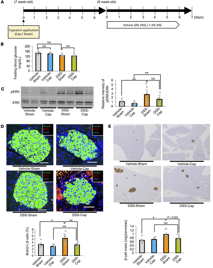 Blockade of the neuronal relay by pharmacologically blocking the afferen...