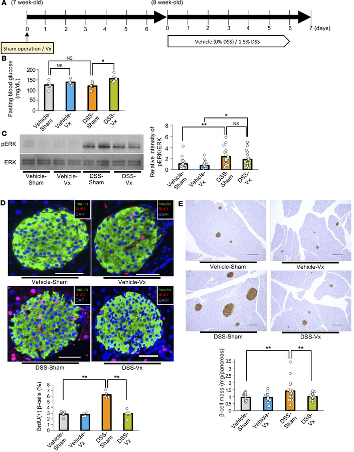 Blockade of the neuronal relay by subdiaphragmatic vagotomy blunts β cel...