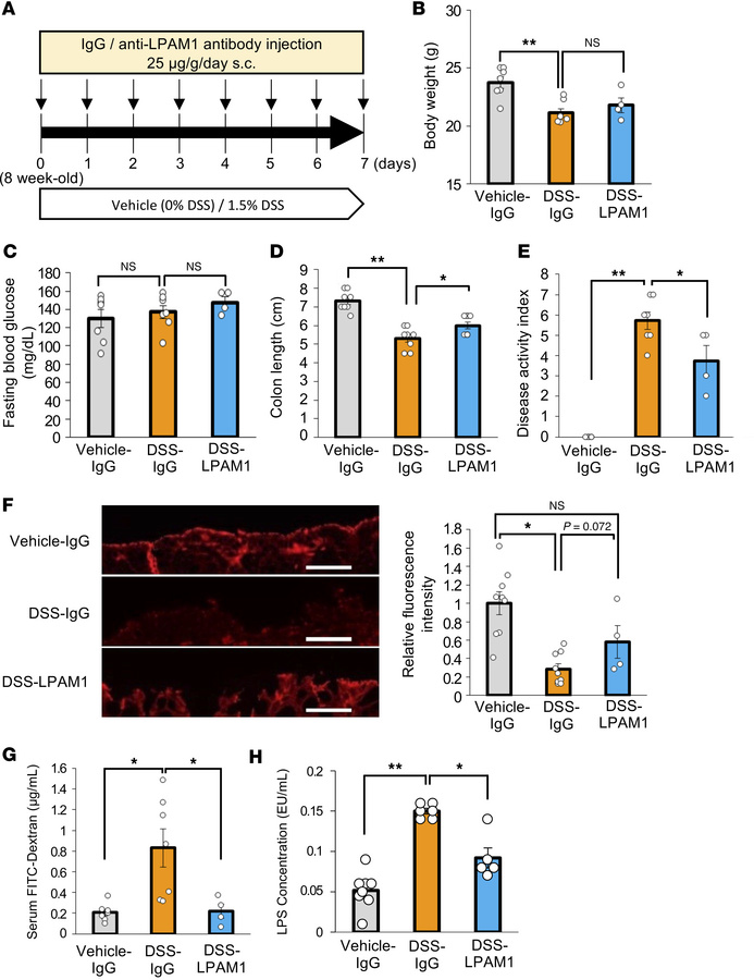 Administration of anti-LPAM1 antibody suppresses colonic inflammation in...