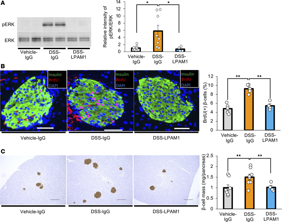 Blockade of colonic inflammation suppresses hepatic ERK activation and β...