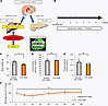 Metabolic phenotypes of mice treated with DSS.