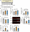 Administration of anti-LPAM1 antibody suppresses colonic inflammation in mi