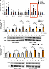 LPS and IL-23 enhances hepatic ERK phosphorylation.