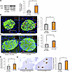Hepatic ERK pathway activation and β cell proliferation are enhanced in mic