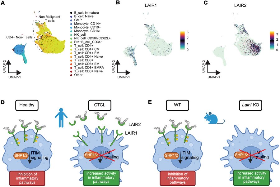 LAIR2 is overexpressed in CTCL and reduces LAIR1 signaling, analogous to...