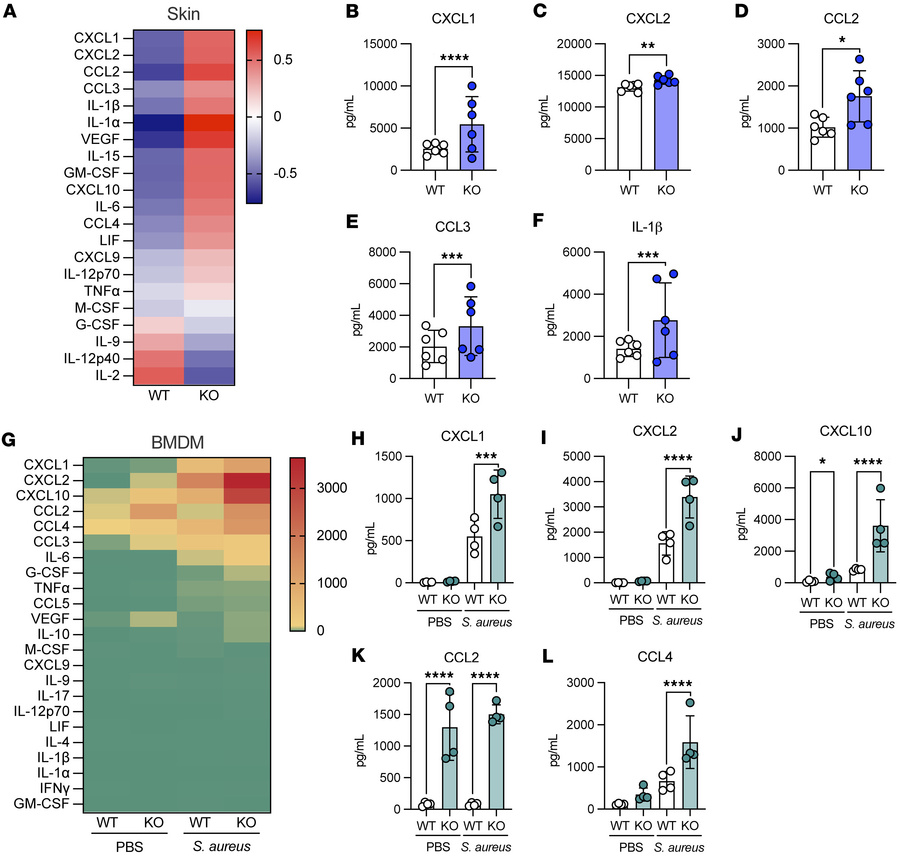 
Lair1-KO mice produce higher levels of proinflammatory cytokines.
(A–F)...
