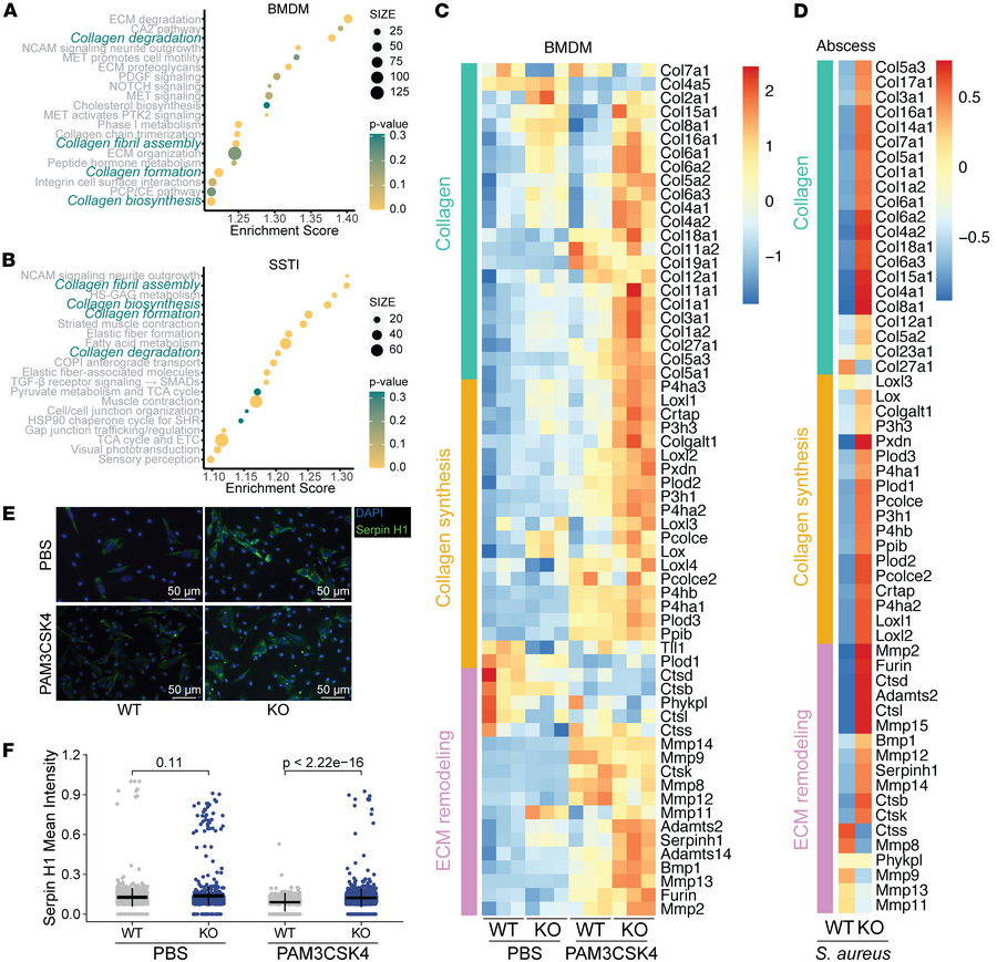 Collagen pathway gene expression is elevated in Lair1 KO S. aureus–infec...