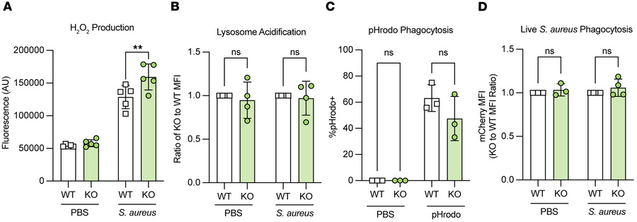 
Lair1-KO neutrophils produce increased reactive oxygen species but phag...