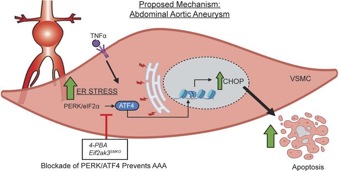 Schematic model of the pathological role of ER stress activation within ...