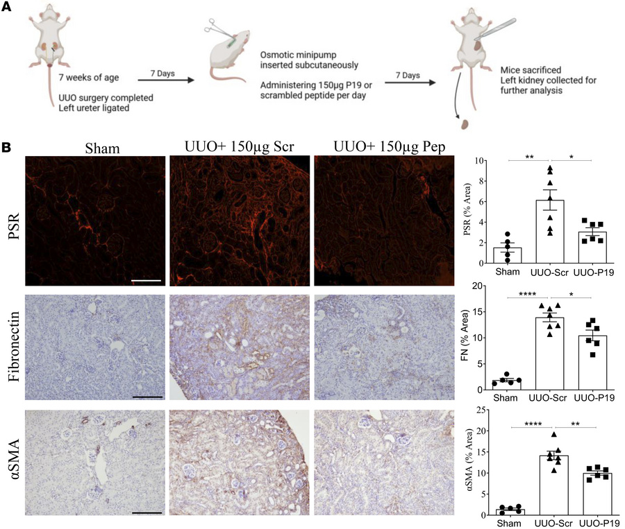 Delayed treatment with a peptide inhibitor of csGRP78/α2M* interaction r...
