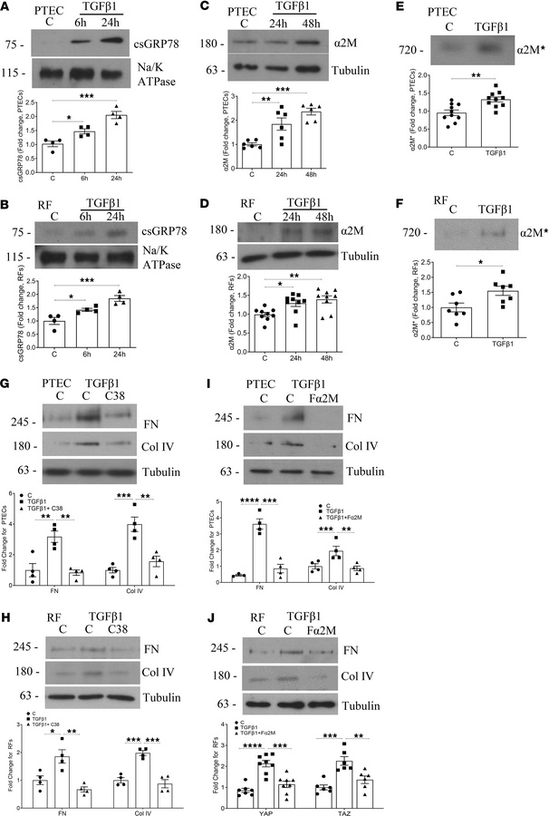TGF-β1 induces csGRP78 localization and α2M activation in PTEC and renal...