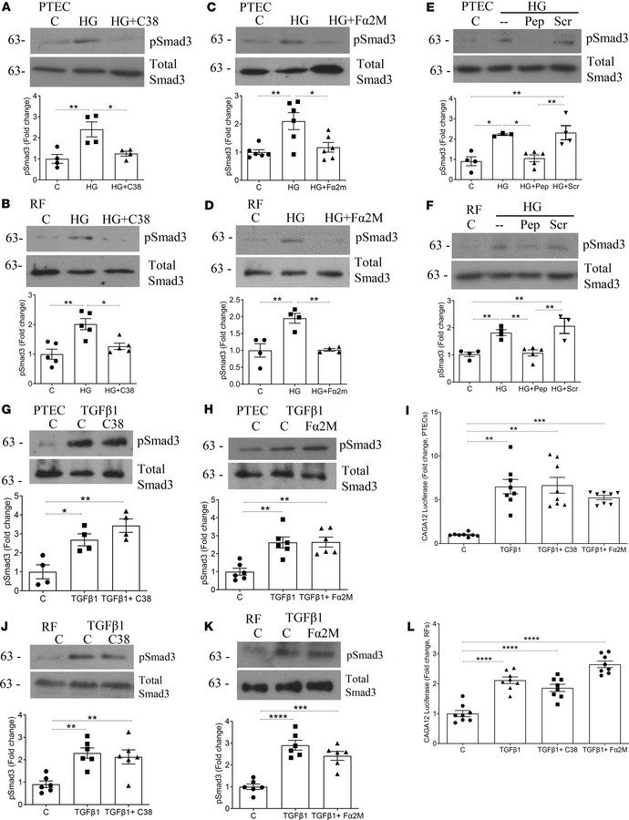 Smad3 activation by high glucose, but not by TGF-β1, is mediated by csGR...