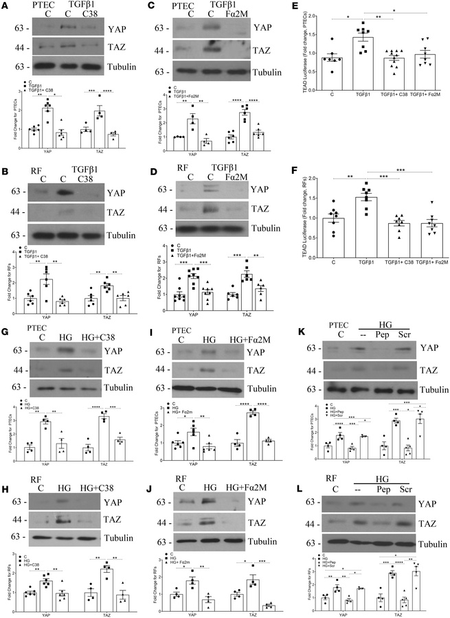 Noncanonical TGF-β1 mediators YAP and TAZ are regulated by csGRP78/α2M* ...