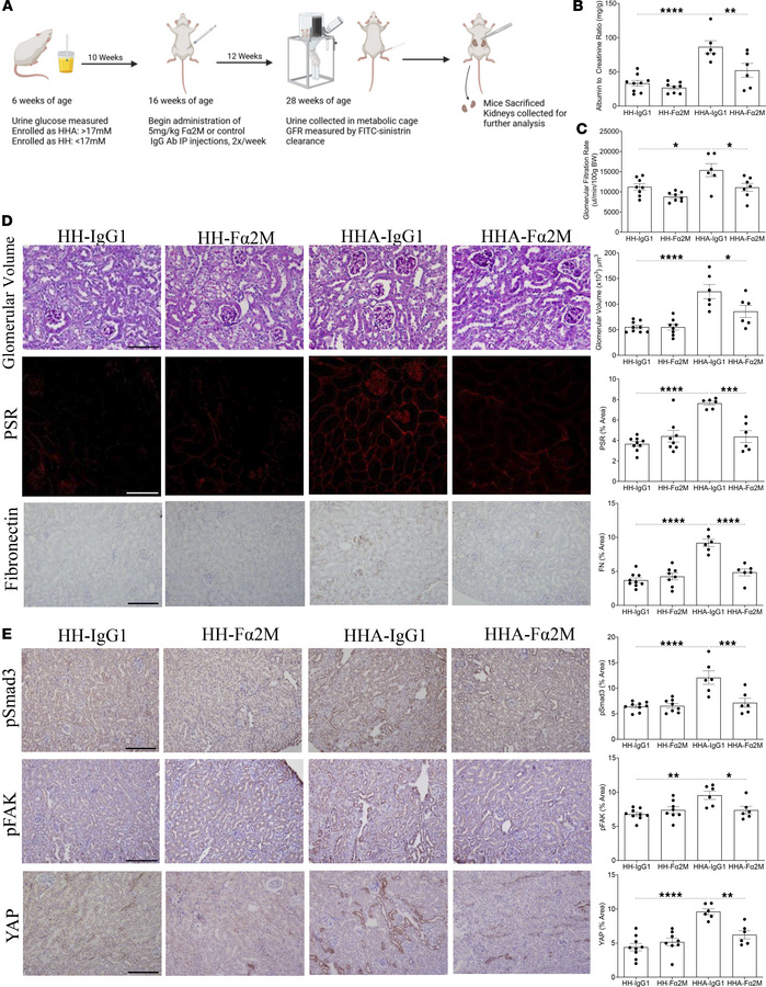 Inhibition of α2M* with the Fα2M neutralizing antibody attenuates fibrot...