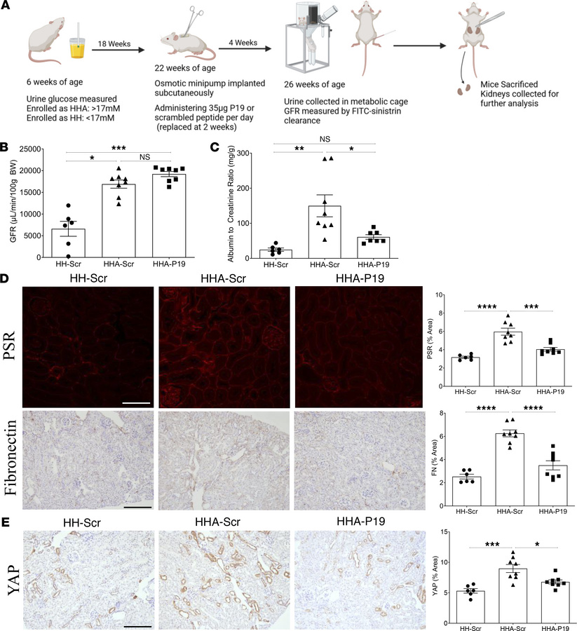 Inhibition of csGRP78/α2M* interaction by inhibitory peptide reduces fib...
