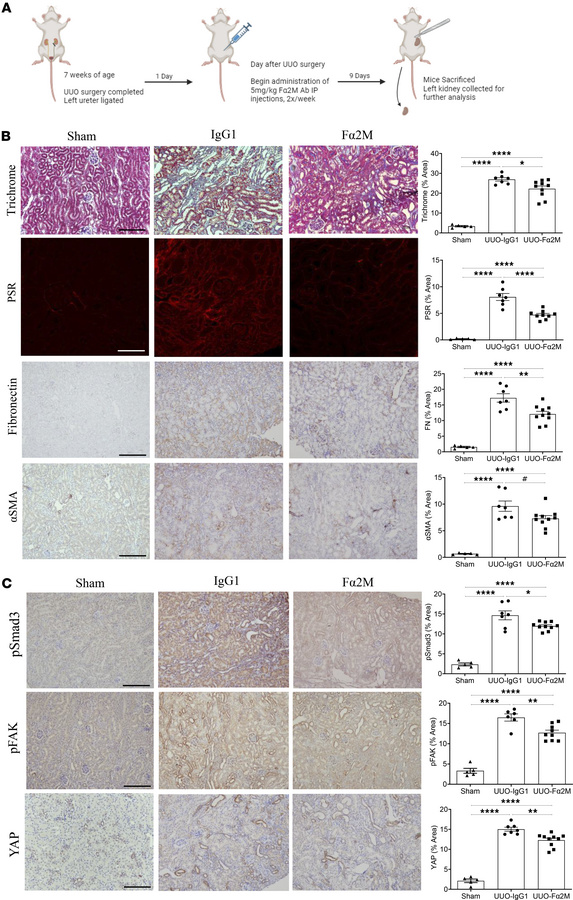 Inhibition of α2M* with the Fα2M neutralizing antibody reduces fibrosis ...