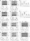 Noncanonical TGF-β1 mediators YAP and TAZ are regulated by csGRP78/α2M* in