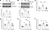 Requirement of integrin β1 for high glucose– and TGF-β1–induced YAP but not