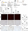 Inhibition of csGRP78/α2M* interaction by inhibitory peptide reduces fibros