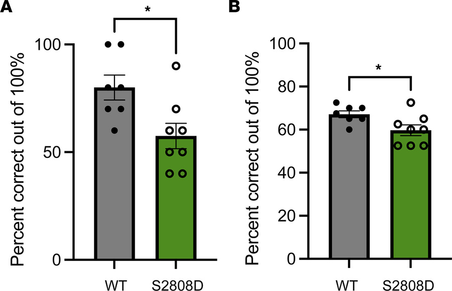 Aged S2808D-RyR2 mice perform worse on delayed alternating task compared...