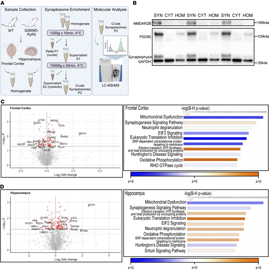 S2808D-RyR2–mediated calcium leak alters proteins in synaptosomes.
(A) S...