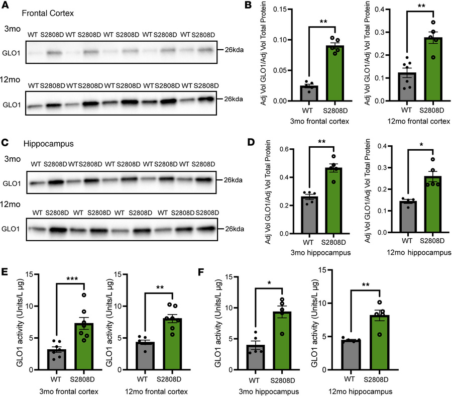 GLO1 expression and activity are increased in the frontal cortex and hip...