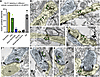 GLO1 immunoEM localization in neuronal compartments in LIII dlPFC of aged m