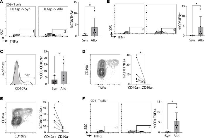 Mixed lymphocyte reaction (MLR) of syngeneic (Syn) or congenic (Allo) lu...