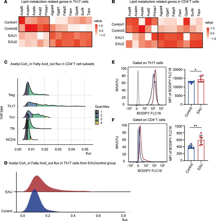 Th17 cells in EAU mice exhibited a higher abundance of fatty acids.
(A a...