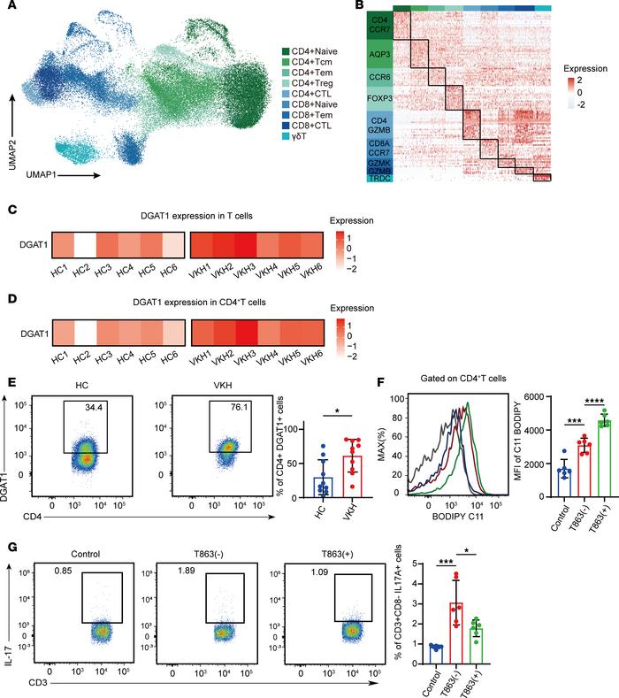 Validating the function of DGAT1 in human VKH disease.
(A) UMAP plot sho...
