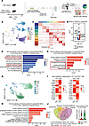 T863 induced functional changes in the immune profile of CDLNs.