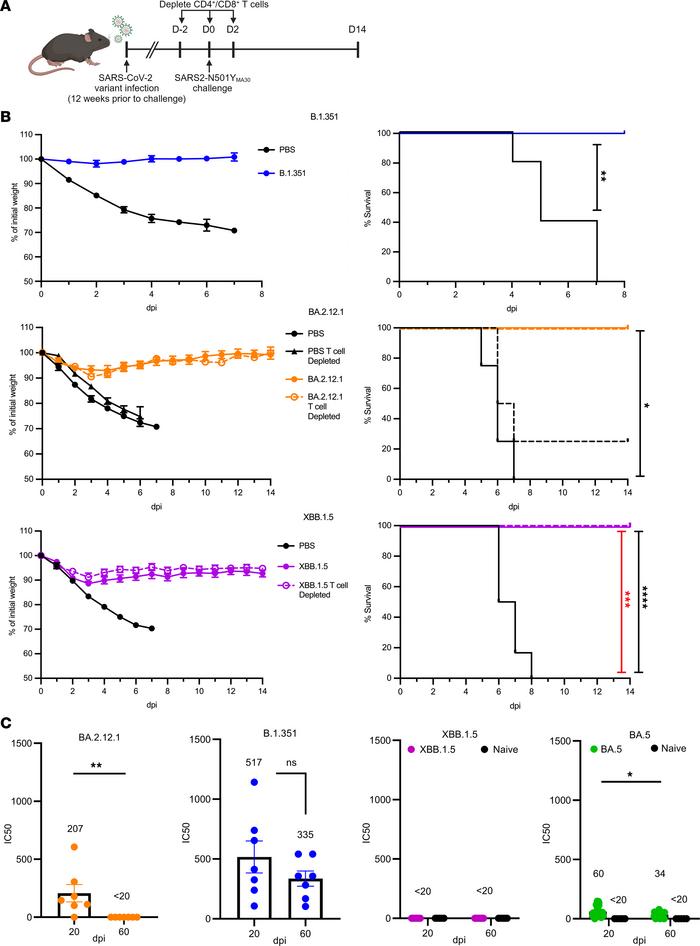 Sequential infection of mice with SARS-CoV-2 variants of concerns follow...