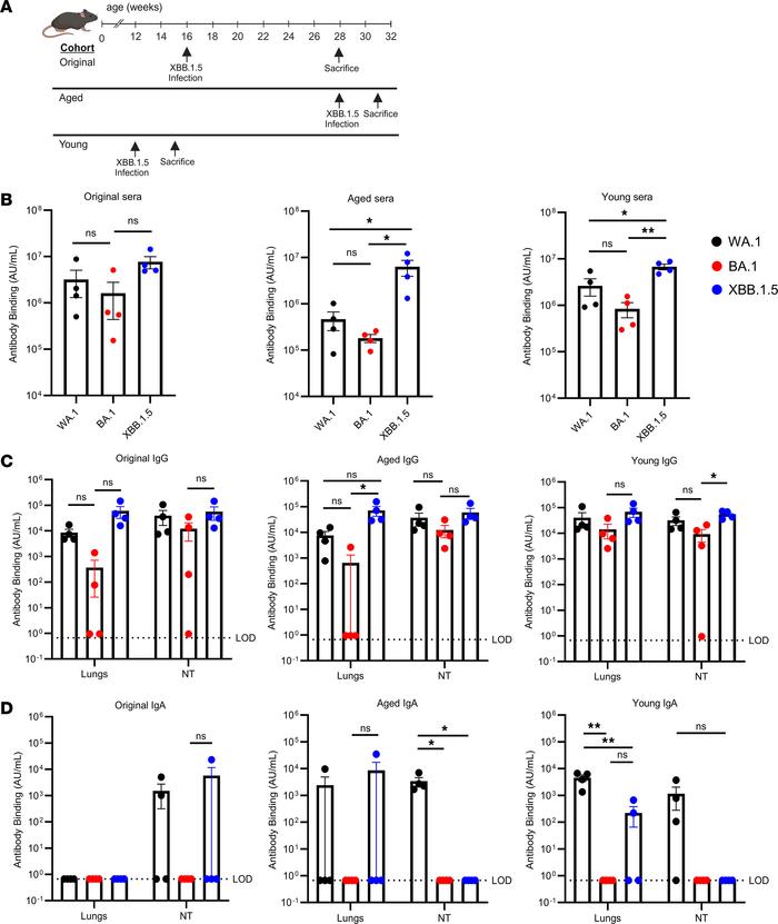 SARS-CoV-2–specific antibody binding in sera and nasal and lung tissues....
