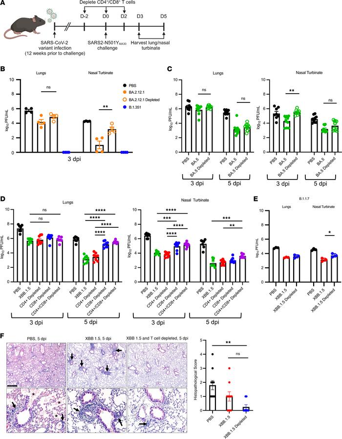 Effect of T cell depletion on kinetics of virus clearance.
Four-month-ol...