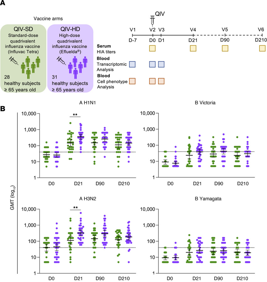 Study protocol and immunogenicity of QIV-HD compared with QIV-SD in adul...